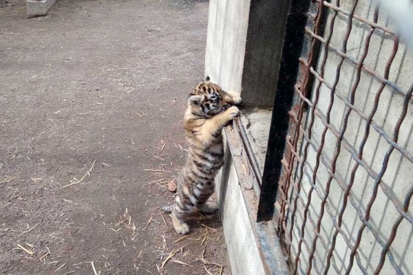 В Одесском зоопарке родился краснокнижный амурский тигр